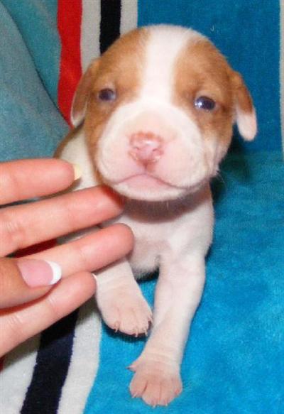 Puppies in AL